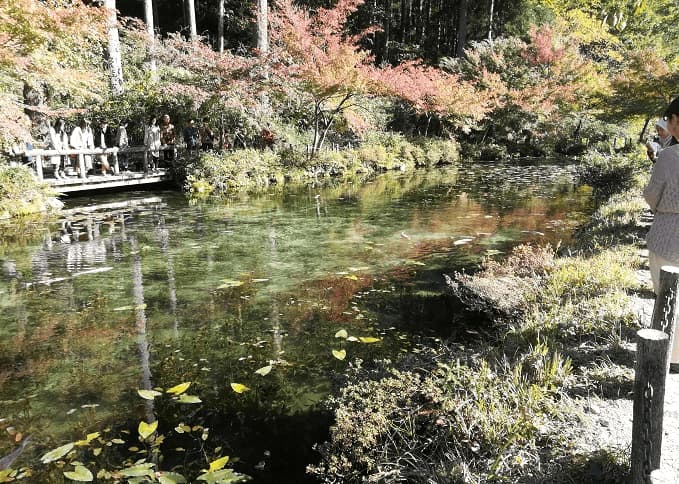 モネの池の写真