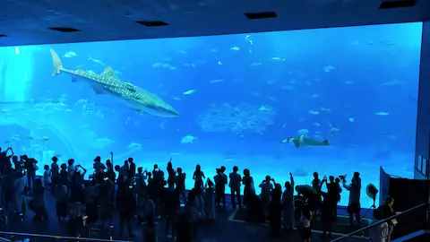 美ら海水族館 沖縄