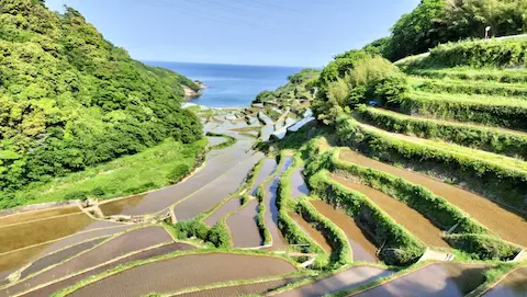 浜野浦の棚田