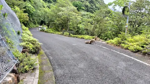 西部林道