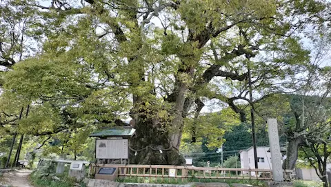 野間の大ケヤキ