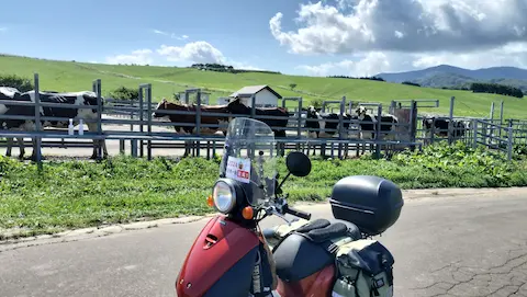 八雲育成牧場の牛たち。